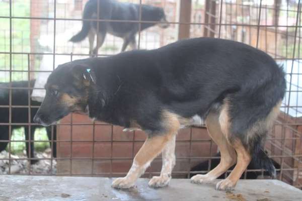 Tierschutzhunde suchen ein Zuhause-Beitrag-Bild