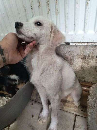 Tierschutzhunde suchen ein Zuhause-Beitrag-Bild