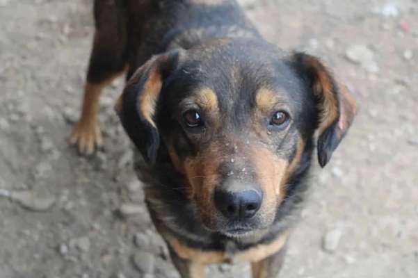 Tierschutzhunde suchen ein Zuhause-Beitrag-Bild