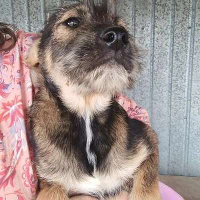 Tierschutzhunde suchen ein Zuhause-Beitrag-Bild