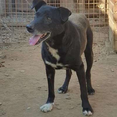 Tierschutzhunde suchen ein Zuhause-Beitrag-Bild