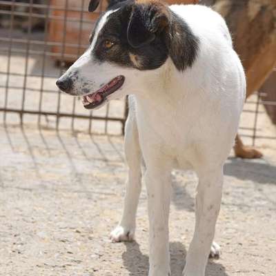 Tierschutzhunde suchen ein Zuhause-Beitrag-Bild