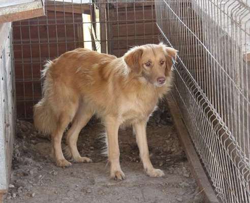 Tierschutzhunde suchen ein Zuhause-Beitrag-Bild
