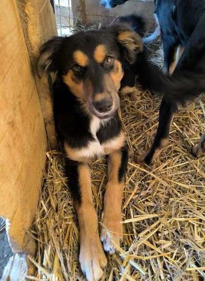 Tierschutzhunde suchen ein Zuhause-Beitrag-Bild