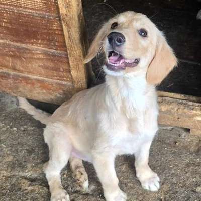 Tierschutzhunde suchen ein Zuhause-Beitrag-Bild