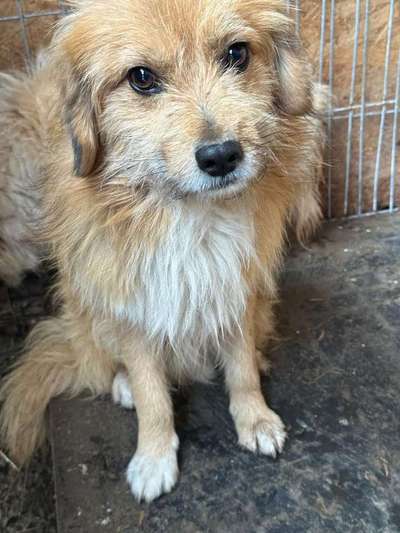 Tierschutzhunde suchen ein Zuhause-Beitrag-Bild