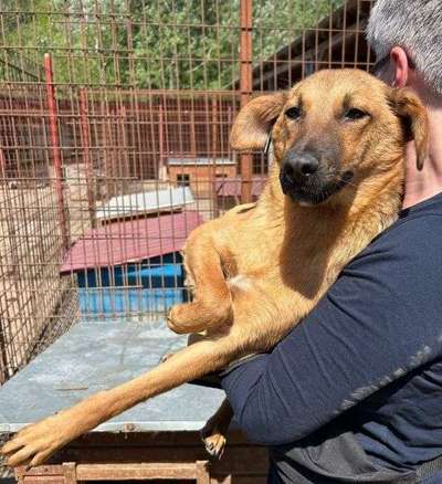 Tierschutzhunde suchen ein Zuhause-Beitrag-Bild