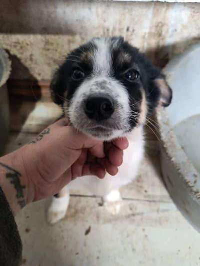 Tierschutzhunde suchen ein Zuhause-Beitrag-Bild