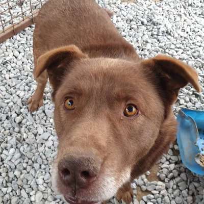 Tierschutzhunde suchen ein Zuhause-Beitrag-Bild