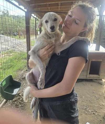 Tierschutzhunde suchen ein Zuhause-Beitrag-Bild