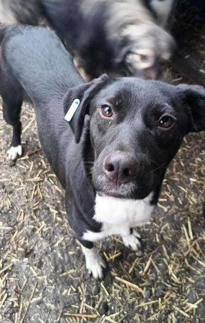 Tierschutzhunde suchen ein Zuhause-Beitrag-Bild