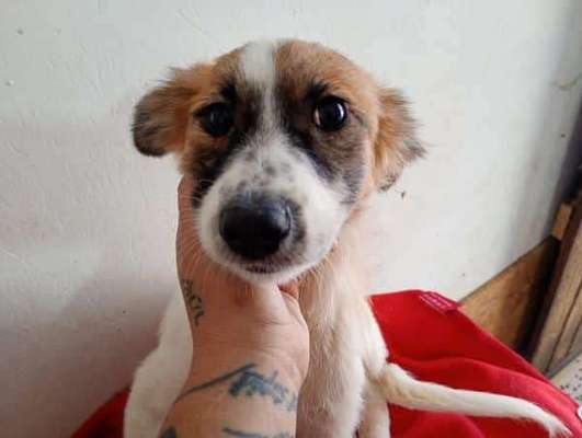 Tierschutzhunde suchen ein Zuhause-Beitrag-Bild