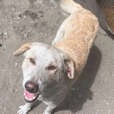 Tierschutzhunde suchen ein Zuhause-Beitrag-Bild