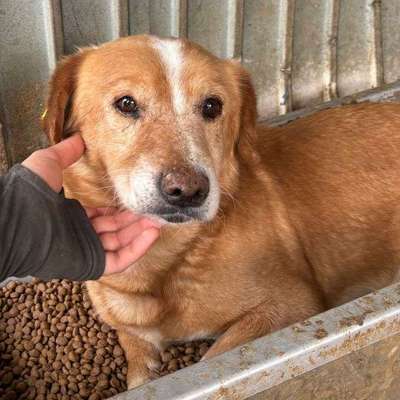 Tierschutzhunde suchen ein Zuhause-Beitrag-Bild