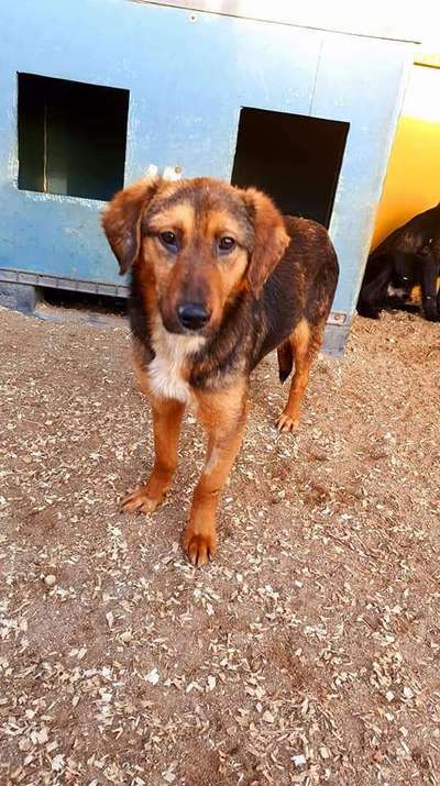 Tierschutzhunde suchen ein Zuhause-Beitrag-Bild