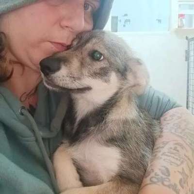 Tierschutzhunde suchen ein Zuhause-Beitrag-Bild