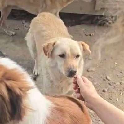 Tierschutzhunde suchen ein Zuhause-Beitrag-Bild