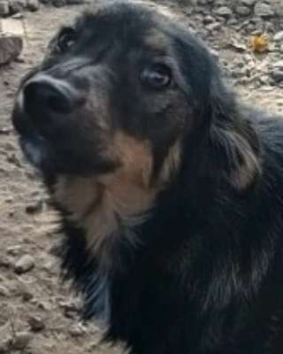 Tierschutzhunde suchen ein Zuhause-Beitrag-Bild