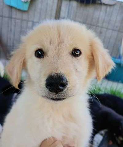 Tierschutzhunde suchen ein Zuhause-Beitrag-Bild