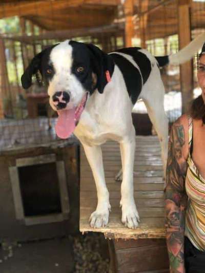 Tierschutzhunde suchen ein Zuhause-Beitrag-Bild