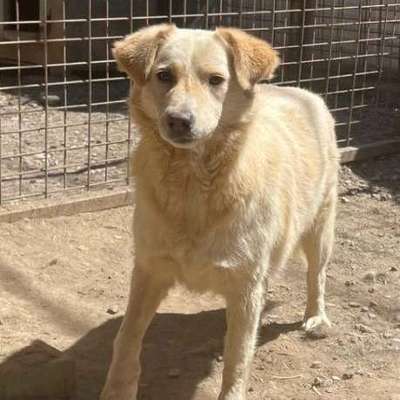 Tierschutzhunde suchen ein Zuhause-Beitrag-Bild