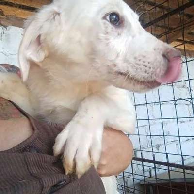 Tierschutzhunde suchen ein Zuhause-Beitrag-Bild