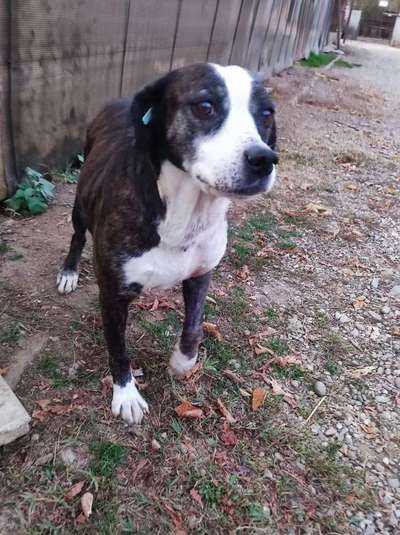 Tierschutzhunde suchen ein Zuhause-Beitrag-Bild