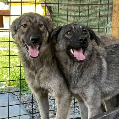 Tierschutzhunde suchen ein Zuhause-Beitrag-Bild