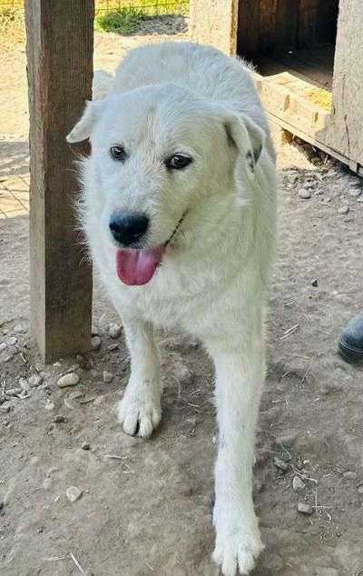 Tierschutzhunde suchen ein Zuhause-Beitrag-Bild