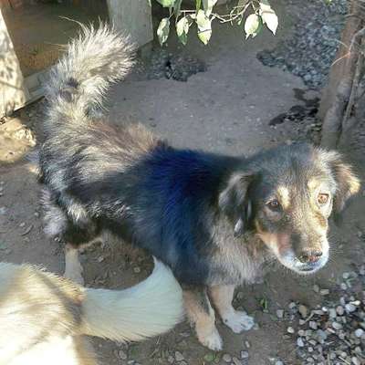 Tierschutzhunde suchen ein Zuhause-Beitrag-Bild