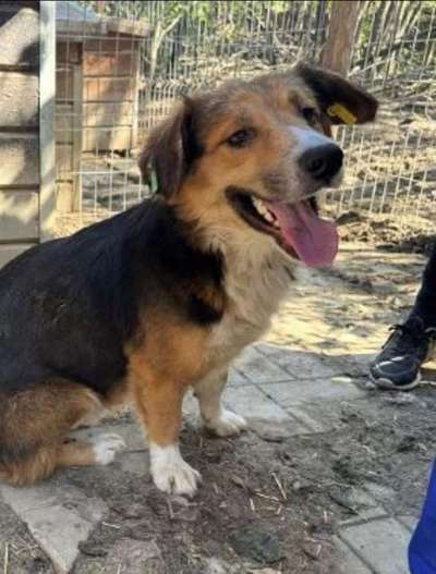 Tierschutzhunde suchen ein Zuhause-Beitrag-Bild