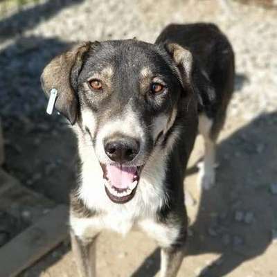 Tierschutzhunde suchen ein Zuhause-Beitrag-Bild