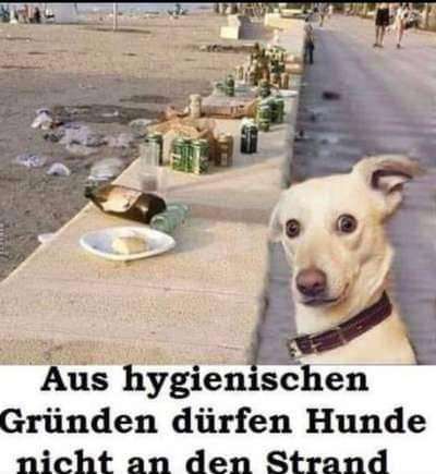 Hunde Memes-Beitrag-Bild