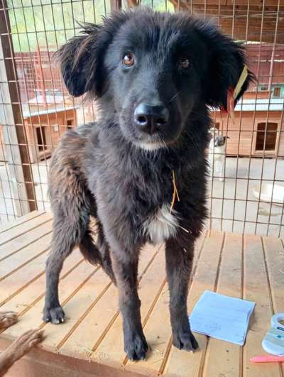 Tierschutzhunde suchen ein Zuhause-Beitrag-Bild