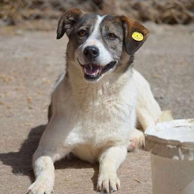 Tierschutzhunde suchen ein Zuhause-Beitrag-Bild