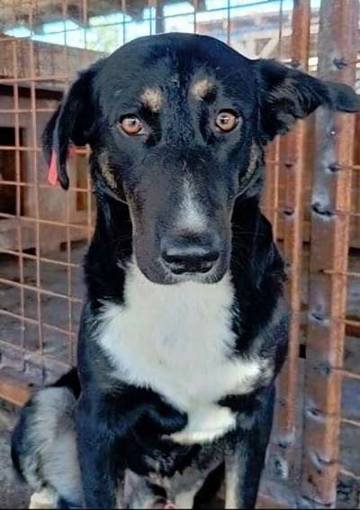 Tierschutzhunde suchen ein Zuhause-Beitrag-Bild