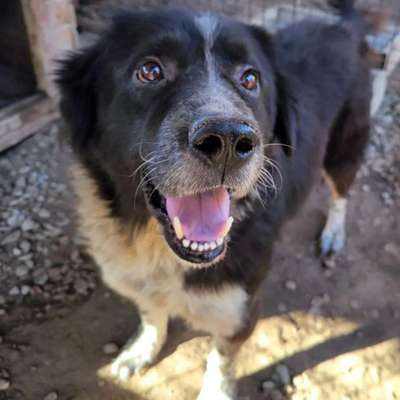Tierschutzhunde suchen ein Zuhause-Beitrag-Bild