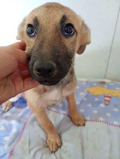 Tierschutzhunde suchen ein Zuhause-Beitrag-Bild