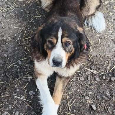 Tierschutzhunde suchen ein Zuhause-Beitrag-Bild