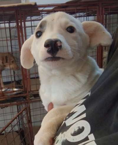 Tierschutzhunde suchen ein Zuhause-Beitrag-Bild