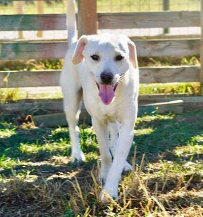 Tierschutzhunde suchen ein Zuhause-Beitrag-Bild
