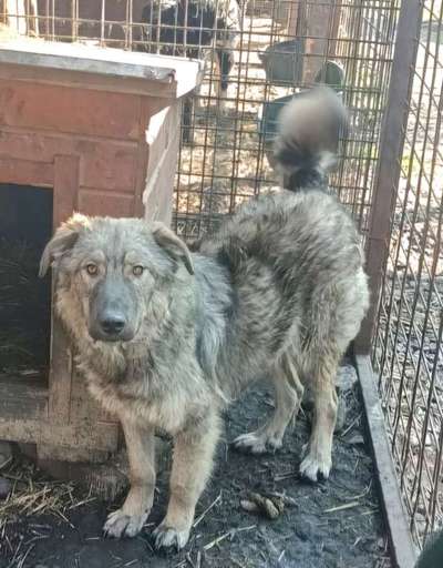 Tierschutzhunde suchen ein Zuhause-Beitrag-Bild