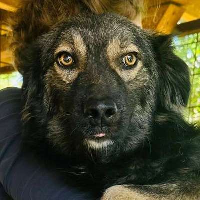 Tierschutzhunde suchen ein Zuhause-Beitrag-Bild