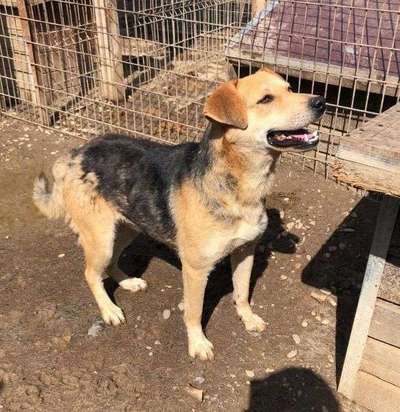 Tierschutzhunde suchen ein Zuhause-Beitrag-Bild