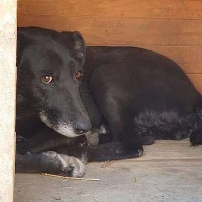 Tierschutzhunde suchen ein Zuhause-Beitrag-Bild