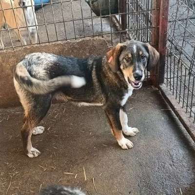 Tierschutzhunde suchen ein Zuhause-Beitrag-Bild