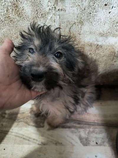 Tierschutzhunde suchen ein Zuhause-Beitrag-Bild