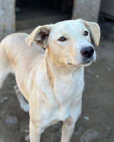 Tierschutzhunde suchen ein Zuhause-Beitrag-Bild
