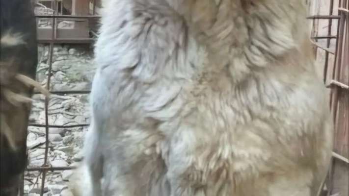 Tierschutzhunde suchen ein Zuhause-Beitrag-Bild