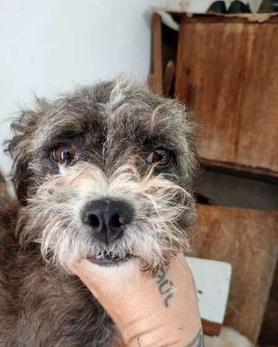 Tierschutzhunde suchen ein Zuhause-Beitrag-Bild